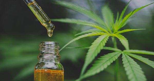 Falklands approves importation, possession, use and sale of Cannabidiol (CBD) — MercoPress