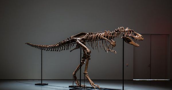 first full dinosaur skeleton