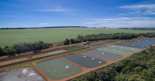 Startup do setor de aquicultura do Brasil dobrará receita de exportação no primeiro semestre de 2022 – MercoPress