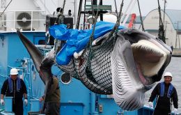 Japanese whalers drew international criticism for exploiting a loophole in the IWC's regulations that permitted “scientific whaling” 