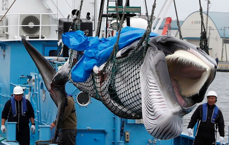 Japanese whalers drew international criticism for exploiting a loophole in the IWC's regulations that permitted “scientific whaling” 