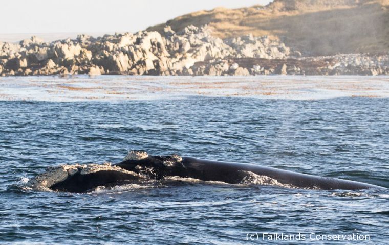 The tracks of five whales tagged with the SPLASH location + depth tags, with expected lifespan of approximately three months