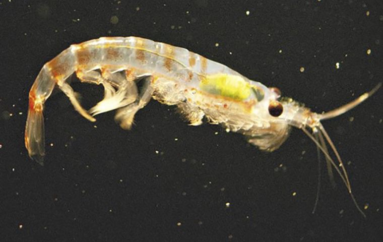 It is estimated 75% of all Antarctic krill is to be found in the Peninsula region