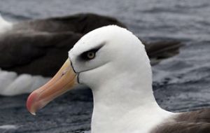 The black eye browed albatross have a pure white head with a black line over and through the eye, the “black brow”. 