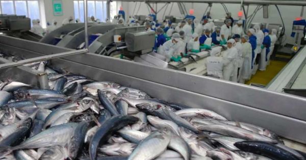 Congreso chileno tiene dos años para reelaborar nuevo proyecto de ley de pesca – MercoPress