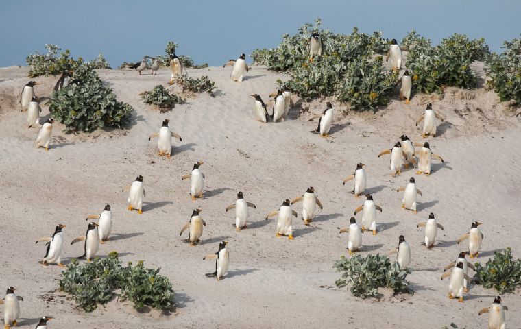 Monitoring gentoo penguin breeding populations in the 1990s would have been worrying with almost year-on-year declines