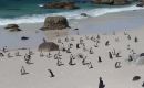 Magellan penguins migrate between June and October to the warmer waters of southern Brazil where they nurse their chicks. 