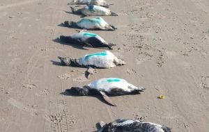 Em uma longa faixa de areia chamada Pasia do Santos, cerca de 620 pingüins chegaram à praia, a maioria deles mortos (Pic Jam Press)