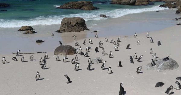 Centenas de pinguins de Magalhães foram levados à praia após tufão no sul do Brasil – Mercopress