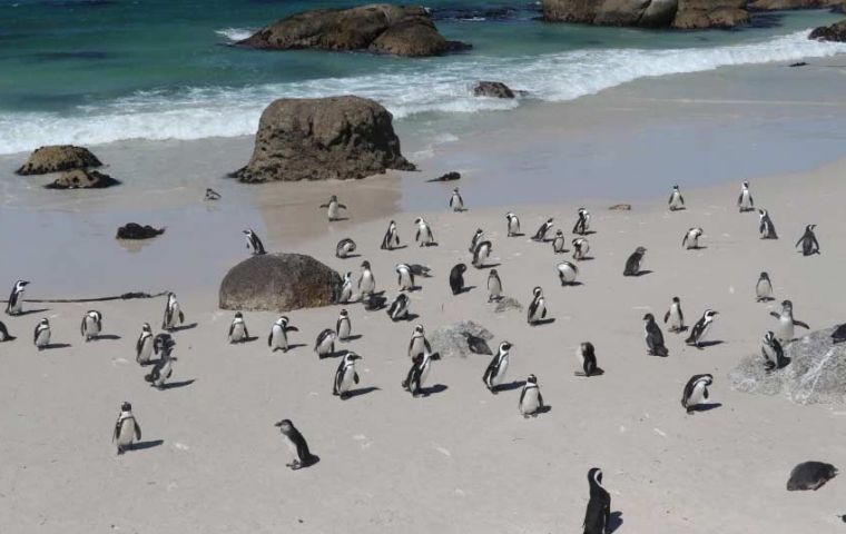 Magellan penguins migrate between June and October to the warmer waters of southern Brazil where they nurse their chicks. 