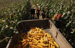 This year, Brazil will produce 114.7 million tons of corn, a 31.7% jump compared to the previous harvest season