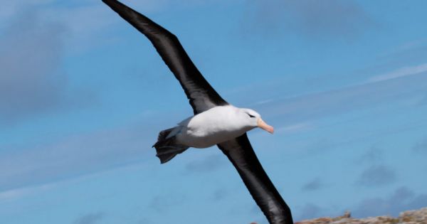 Falklands Conservation undertakes summer seabirds monitoring program - Vimarsana News