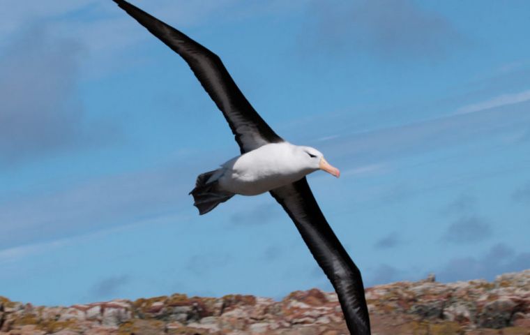 Scientists counting and recording the Black browed albatross site  