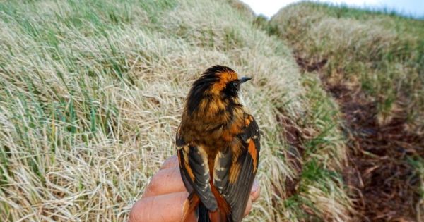 Científicos chilenos descubren nuevas especies de aves en isla subantártica, 100 kilómetros al sur del Cabo de Hornos – MercoPress