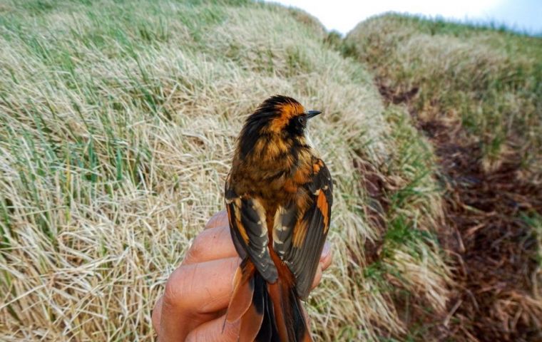 The small brown bird weighs around 16 grams (roughly half an ounce) and has black and yellow bands along with a large beak