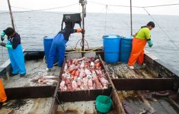 Squid landings totaled 165.342 tons compared to 132.252, in the same period of last year, equivalent to plus 33.111 tons, a 25% increase