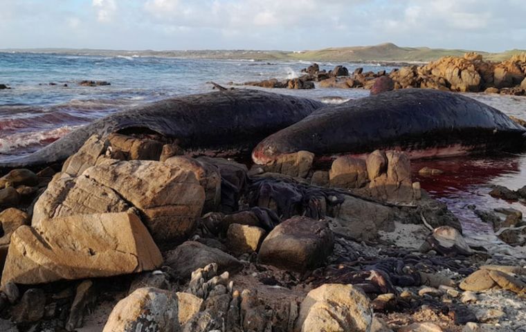 The reason for the stranding is unknown, but whale strandings are not uncommon in Tasmania