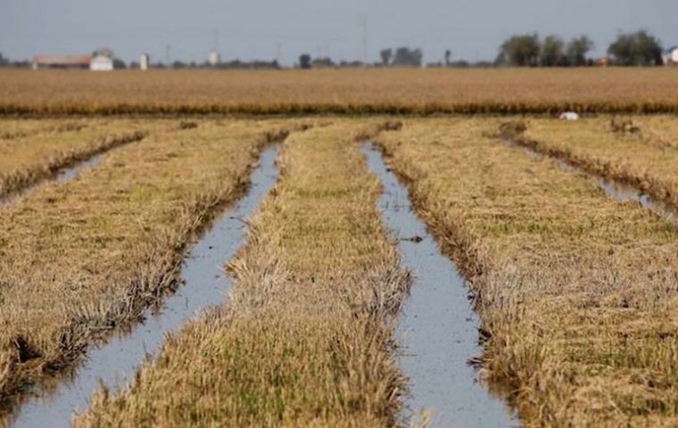 Uruguay, Paraguay, and Argentina send rice to Brazil at a lower price, resulting in a surplus because our domestic output is destined to consumption