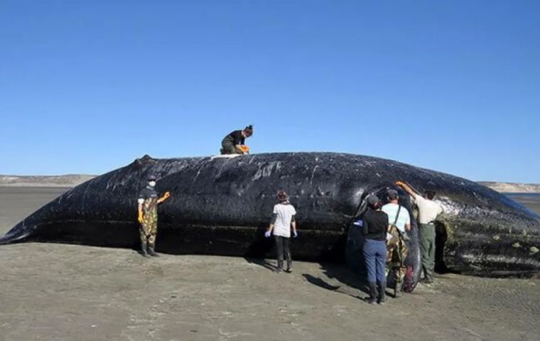 A Southern right whale corpse on a beach near Peninsula Valdes
