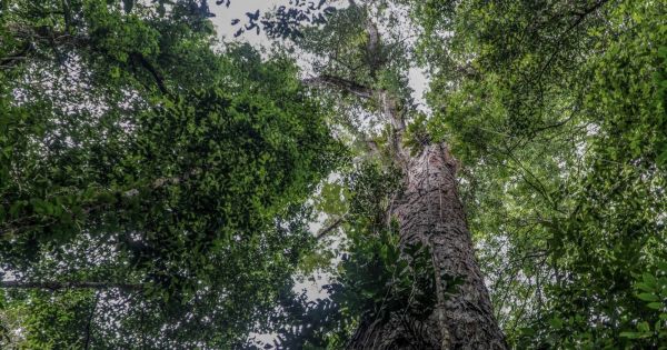 Scientists reach world's tallest tree, where did they find it? - Vimarsana News