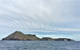 Una hermosa isla nueva, las Islas Malvinas, un mundo alejado de la COP-27, donde la biodiversidad remota prospera en aislamiento.  Foto: D.  Narissa Pax