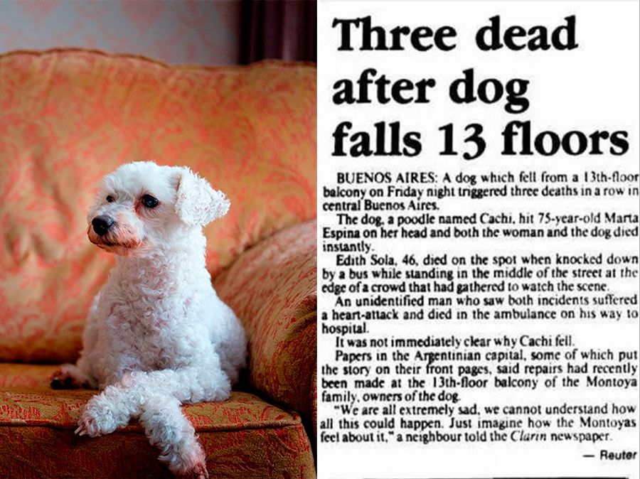 Three people died after a poodle fell 34 years ago and social media  remembers it — MercoPress