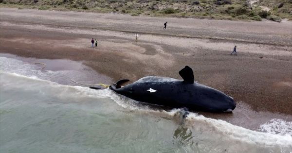 Argentine Patagonia experts determine cause of death of whales found on shores - Vimarsana News
