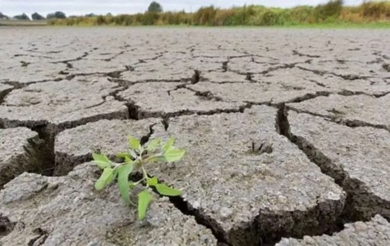 Too much rainfall, constant cloudy skies and low temperatures, has made sowing lose steam in the state of Paraná, which also faces slower plant development