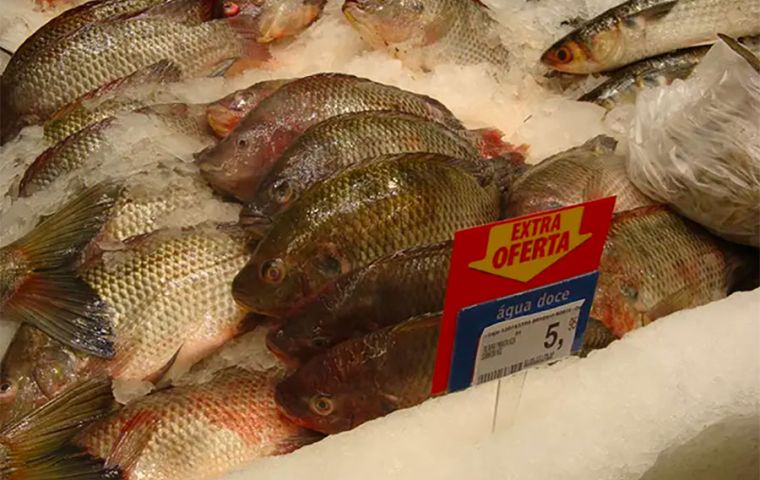 Frozen tilapia fillets remain the most exported product from Brazilian fisheries, and this year the domestic market saw an increase in demand.