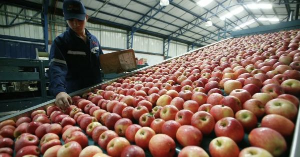 Exports of Chilean fruit looking at bright future ahead - Vimarsana News