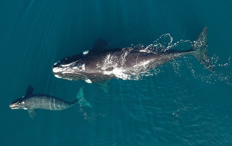 The satellite tracking of the whales seeks to understand how they respond to climate change and thus promote measures for their conservation
