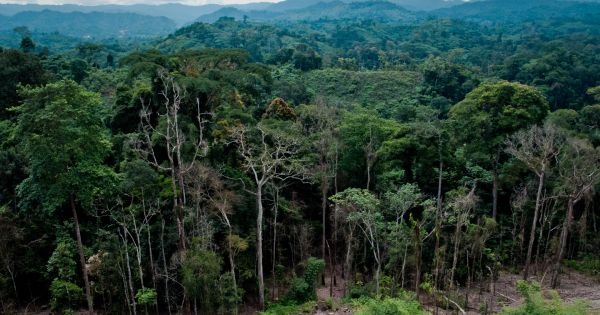 Brazil signs biodiversity deal with Indonesia and Congo - Vimarsana News