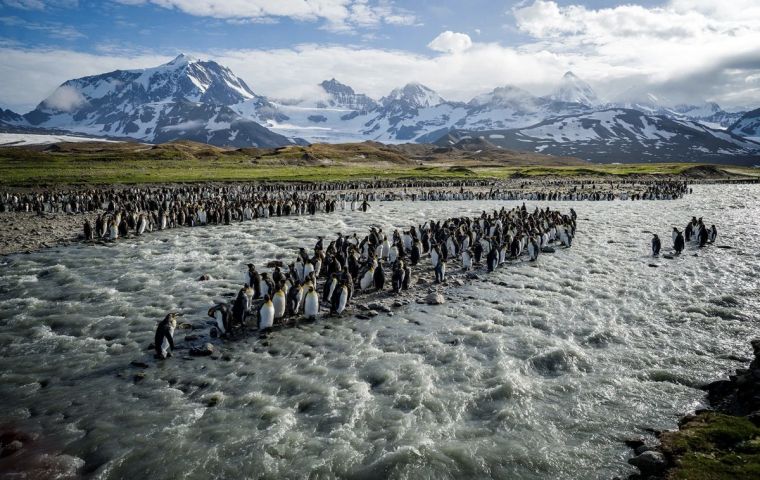King penguins among elephant seals at St Andrews Bay in South Georgia