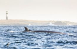 A sei whale in front of the distinctive backdrop of Cape Pembroke. Photos: Caroline Weir