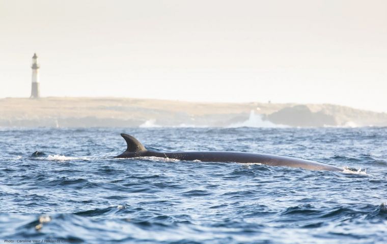 A sei whale in front of the distinctive backdrop of Cape Pembroke. Photos: Caroline Weir