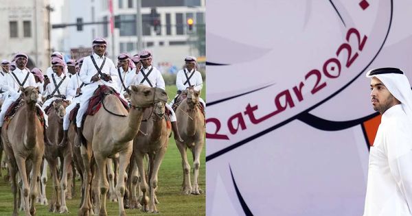 Forget Qatar rules on no alcohol in stadiums, beware of camels and camel's MERS - Vimarsana News