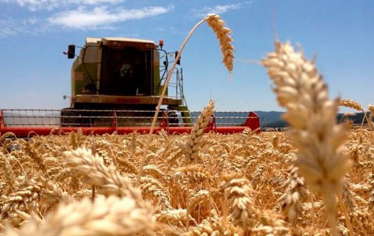 Last week, wheat available FOB in Argentina cost an average of US$ 370 per ton, while Russian wheat was priced at US$ 330. 