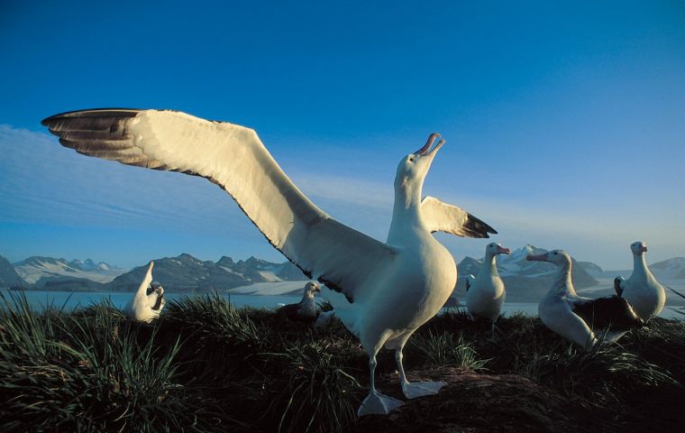 Adult albatrosses (Diomedea exulans) courting at Bird Island, South Georgia.