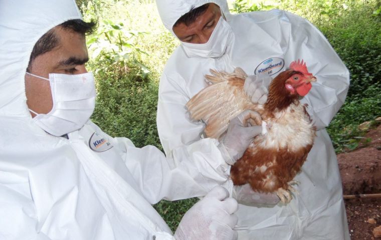 The quality supply of chicken meat and eggs for human consumption “is guaranteed,” Ecuadorian authorities said