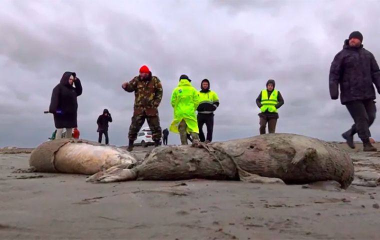 Members of the Environmental Protection Center in a beach of the Caspian Sea among the carcasses