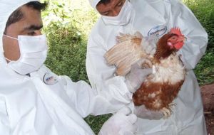In Ecuador, the outbreak was first detected at a poultry farm in the Andean province of Cotopaxi, leading to quarantine measures across infected areas.