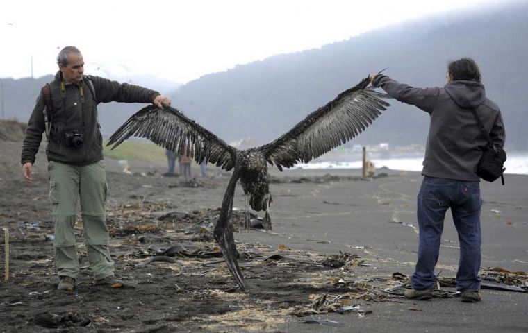Hundreds of dead and/or aimlessly wandering pelicans have been detected along beaches in the north of Chile  (Pic  Reuters)