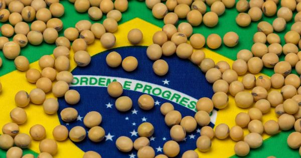 Fears of a record breaking global soybean harvest, and insufficient demand - Vimarsana News
