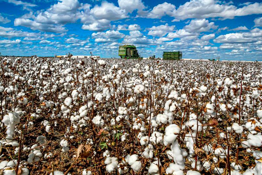 Brazil Inches Closer to Unseating US as Top Cotton Exporter - Bloomberg