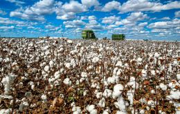 Brazilian cotton producers see the sector ready to move forward with next year’s crop, despite higher costs, to protect progress in Asian markets, particularly China.
