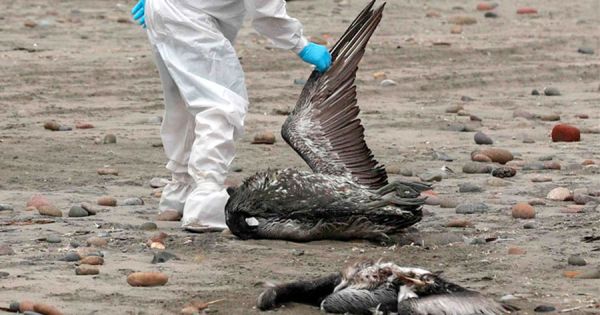 Gripe aviar se propaga rápidamente en norte de Chile – MercoPress