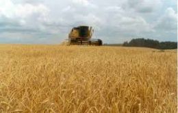 The 11,5 million tons of this year's harvest is half the 2021/22 crop, according to the Rosario Grains Exchange.