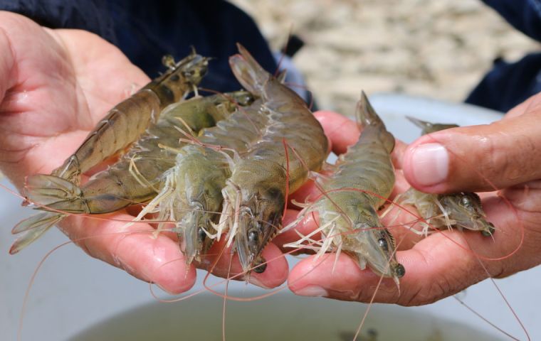 Shrimp and also bananas keep Ecuador from signing an FTA with Mexico