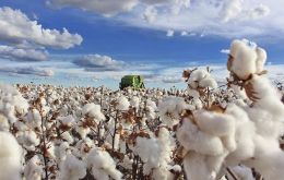 Abrapa said Asia imports 99% of the output of the world’s second-largest cotton exporter, China (27%), Vietnam (16%), Turkey (13%), and Bangladesh (12%)