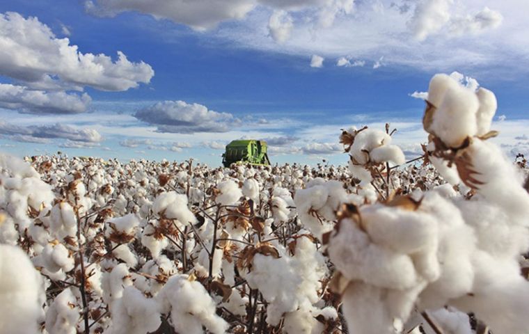 Abrapa said Asia imports 99% of the output of the world’s second-largest cotton exporter, China (27%), Vietnam (16%), Turkey (13%), and Bangladesh (12%)